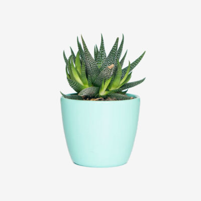 Ceramic Flower Pot